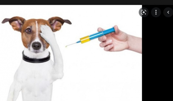 Vakcinácia psov proti besnote